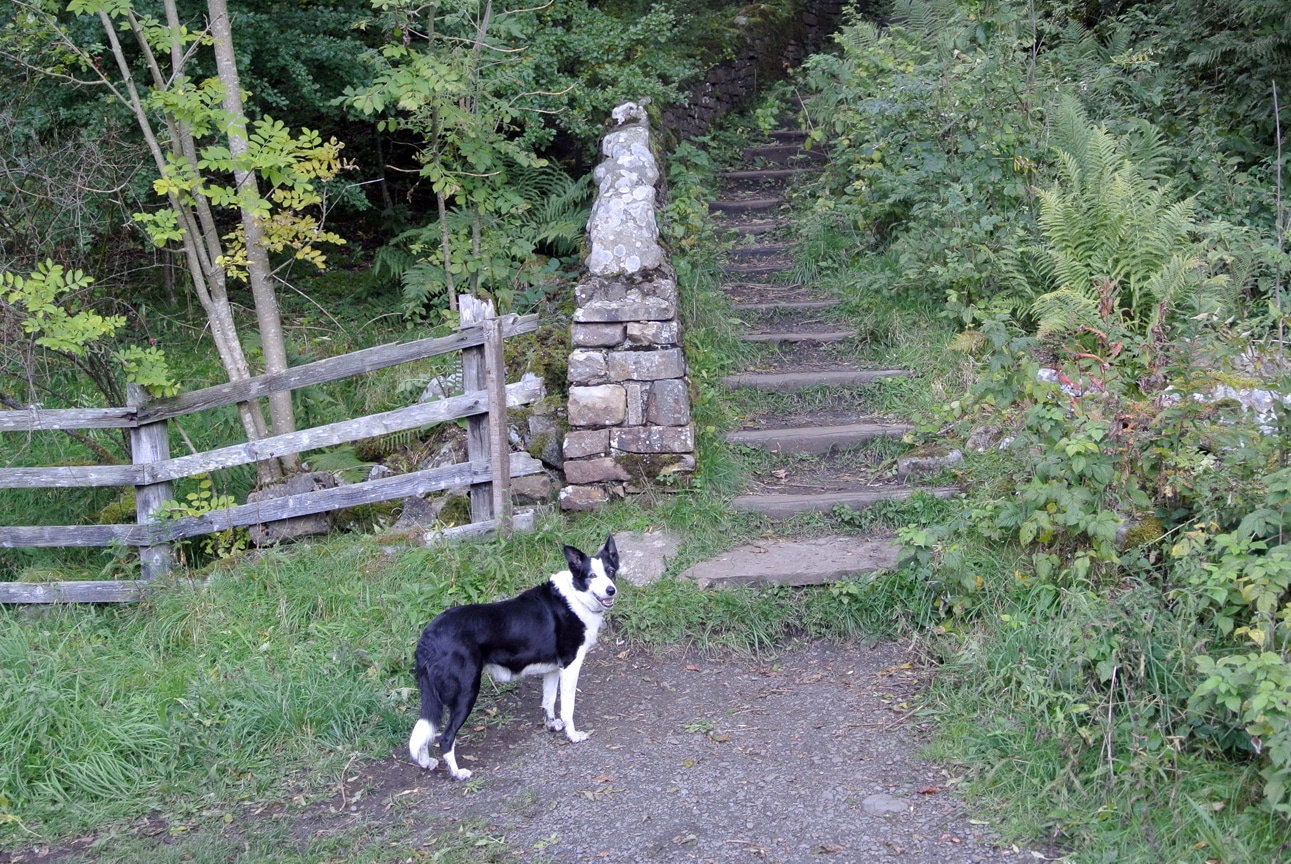 Pip Steps