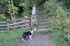 Pip Steps